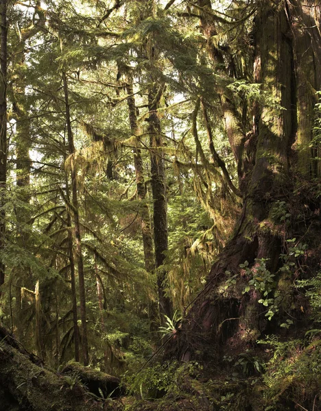 Nördlicher "Regenwald" auf der Insel Vancouver — Stockfoto