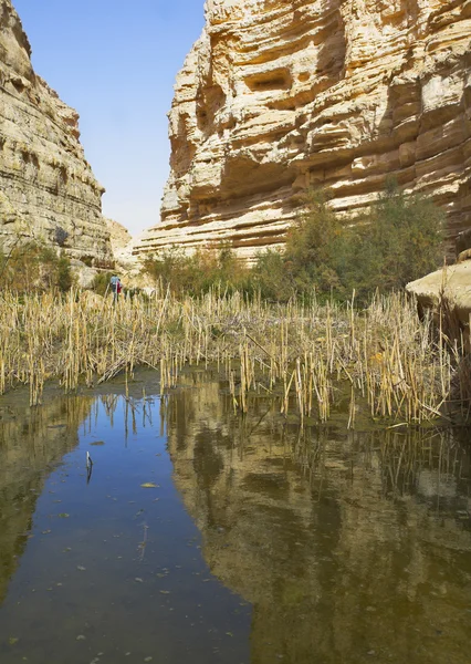 Canyon i öknen. — Stockfoto