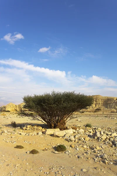 Tree in desert. — Stock Photo, Image