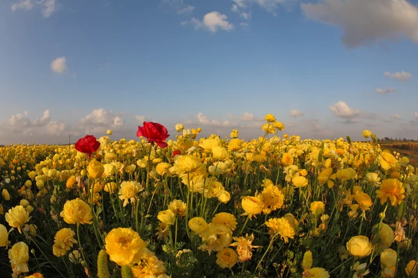 Meadow of the blossoming yellow and red buttercups — Stock Photo, Image