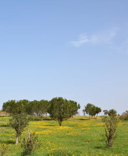 Primavera nelle zone meridionali di Israele — Foto Stock