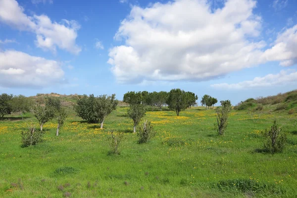 El cielo nublado y los campos florecientes — Foto de Stock