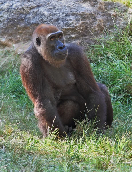 In the zoo of the city of Ramat Gan — Stock Photo, Image