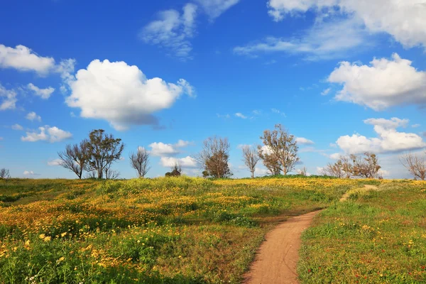 Le chemin de terre à travers les champs de printemps — Photo