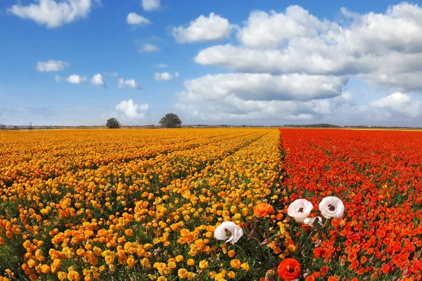 The field flowers by an lens "Fish eye" — Stock Photo, Image