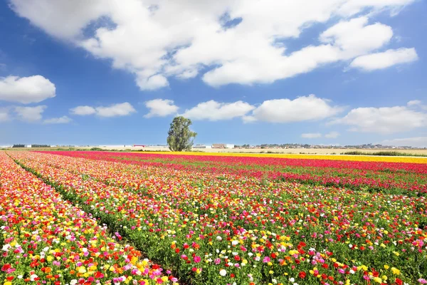 Die prachtvollen Ranunkeln im Garten — Stockfoto