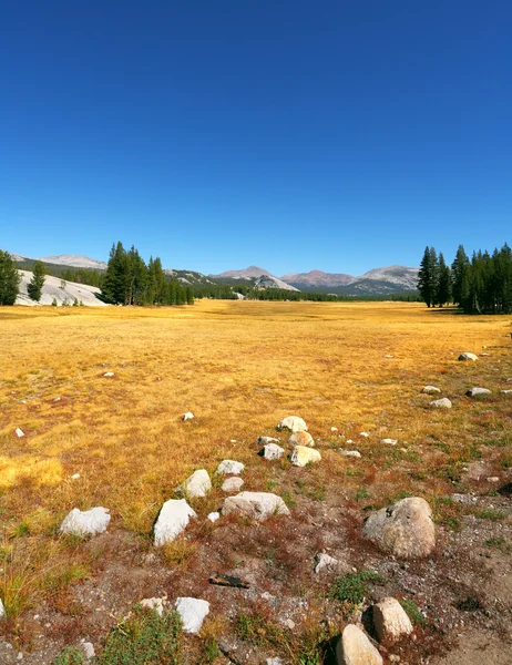 Thel Lichtung im Yosemite — Stockfoto