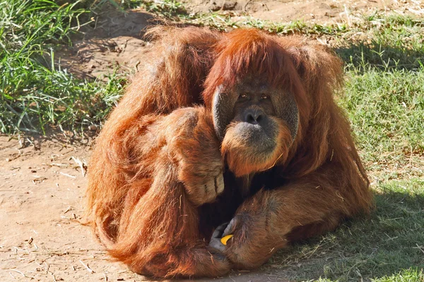 Huge hairy orangutan resting on the grass — Stock Photo, Image