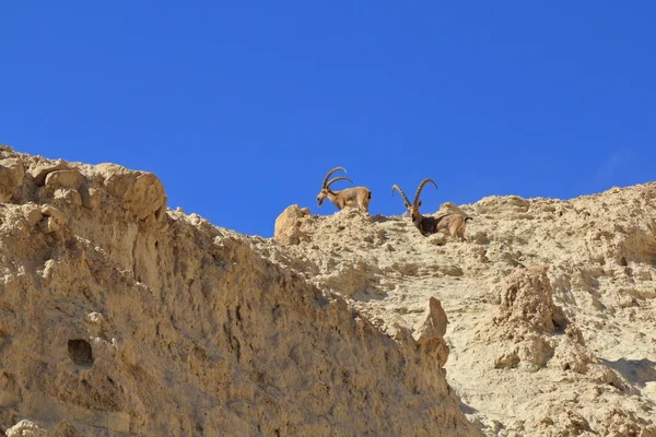 Uma família de cabras de montanha com chifres curvos — Fotografia de Stock