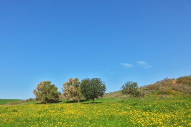 yumuşak yeşil çimen