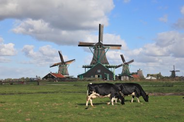 Hollandalı pastoral