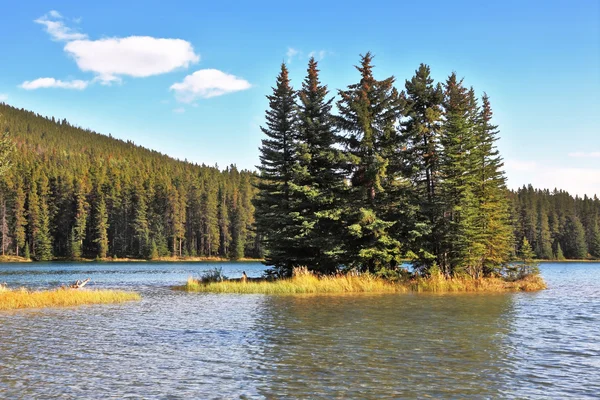 Una piccola isola in un lago poco profondo ricoperto di pini — Foto Stock