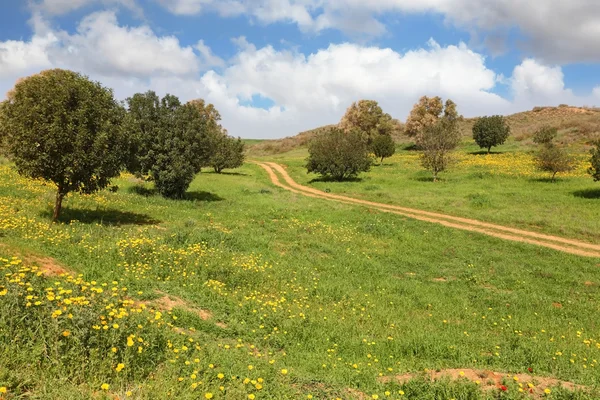 Le chemin de terre rural, le champ et les arbres — Photo