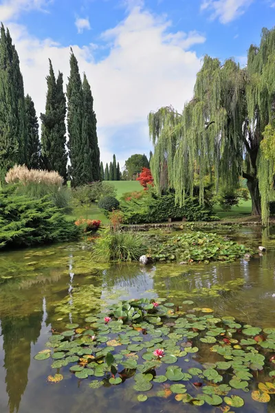Un estanque con lirios florecientes — Foto de Stock