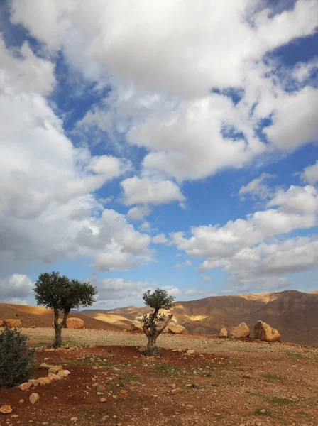 Dağda ilkbahar sabah temizleyin — Stok fotoğraf