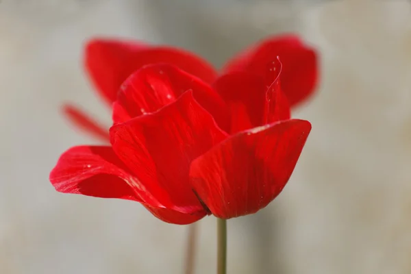 薄暗い背景に野の花 — ストック写真