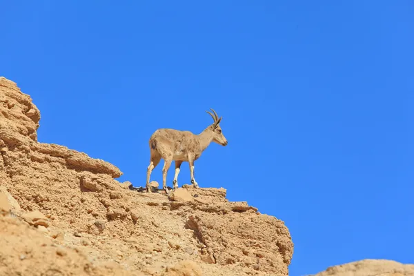 Vahşi dağ keçisi — Stok fotoğraf