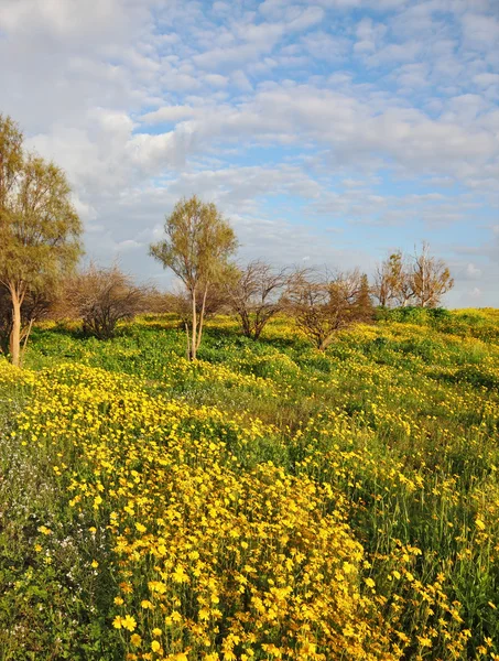 Fioritura primaverile della natura — Foto Stock