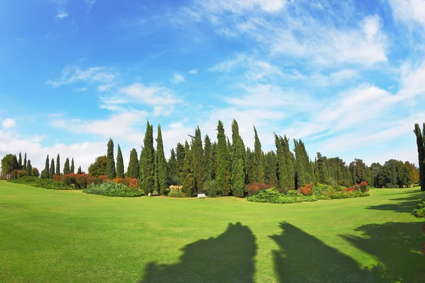 The shadows of the cypresses — Stock Photo, Image