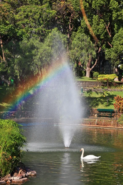 Il lago con una fontana e i cigni bianchi intorno — Foto Stock