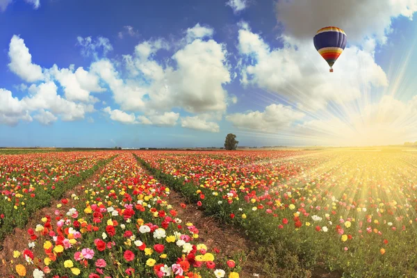 Over the blossoming field of flying a balloon — Stock Photo, Image