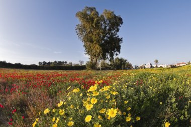 muhteşem çiçek erken Bahar.