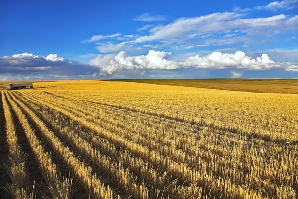 Wheaten fields after harvesting — Stock Photo, Image