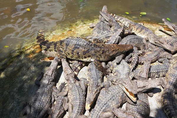 Terrarium tropikalnego parku po karmieniu krokodyli — Zdjęcie stockowe