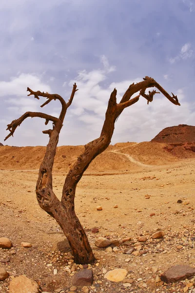 Dry tree — Stock Photo, Image