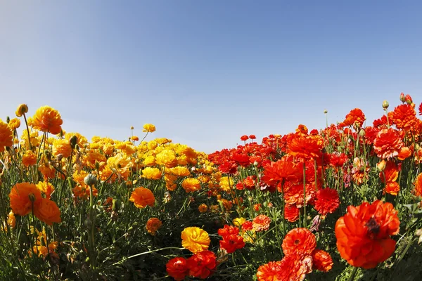 Amarillo y rojo buttercups, fotografiado por un objetivo "la F —  Fotos de Stock