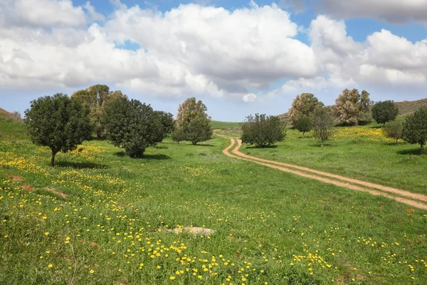 Straße, Feld und kleine Bäume — Stockfoto