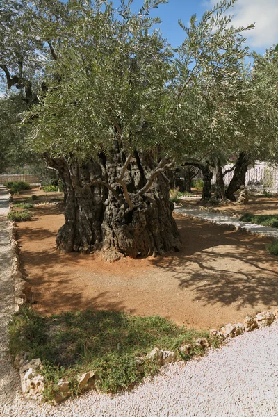 Jahrtausende alte Olivenbäume — Stockfoto
