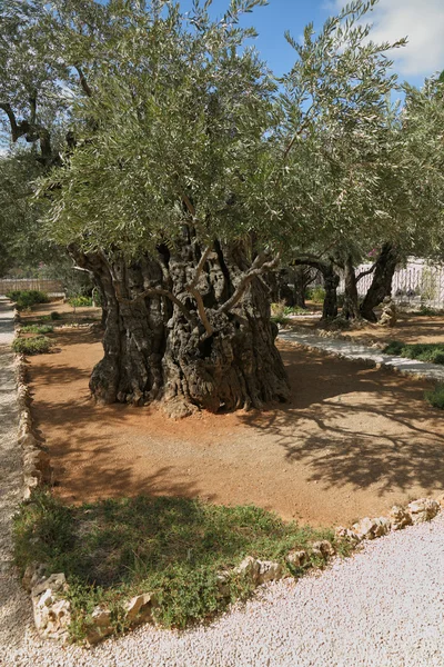 Olivos de mil años — Foto de Stock