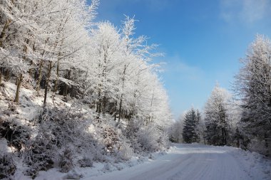 Karlı kış ormanı