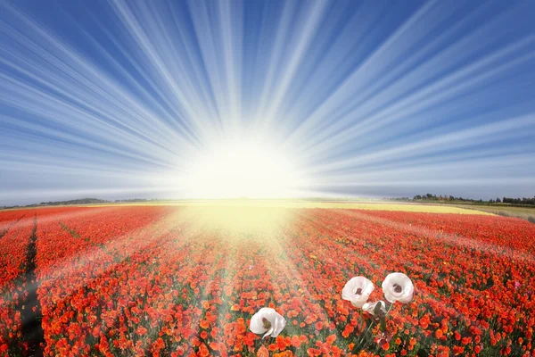 Die scharfe Frühlingssonne scheint Ranunkeln — Stockfoto