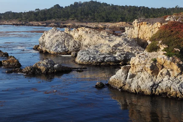 Algues et mousse dans la lagune Point Lobos — Photo