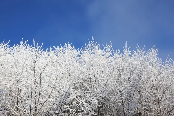 Snötäckta grenar — Stockfoto