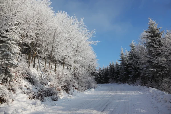 De bomen bedekt met sneeuw — Stockfoto