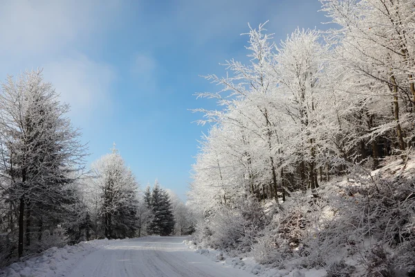 Weihnachtswald — Stockfoto