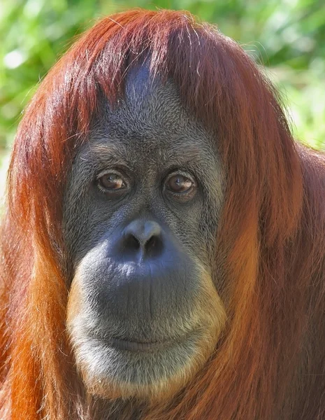 Portrait of an orangutan up close — Stock Photo, Image