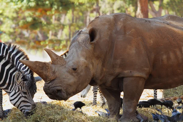 Zèbres et rhinocéros marchent ensemble — Photo