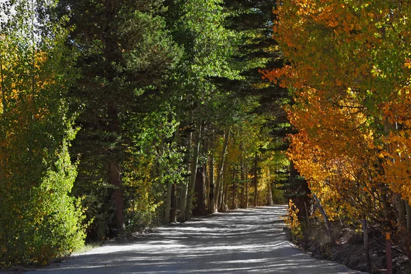 Road to an autumn wood — Stock Photo, Image