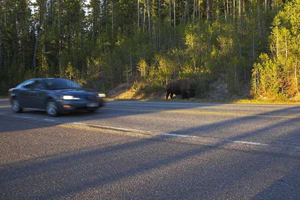 Il bisonte maschio è pascolato vicino all'autostrada — Foto Stock