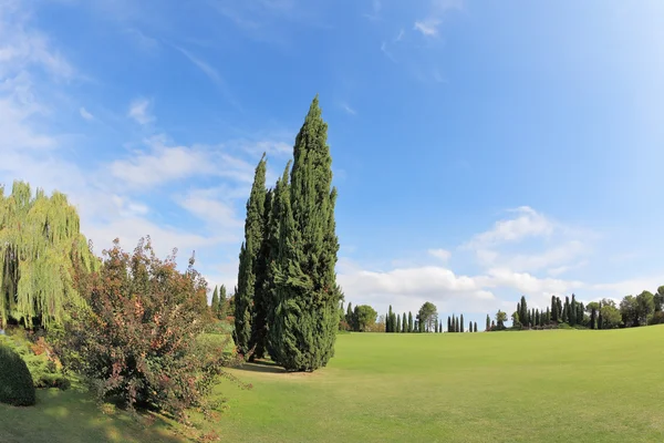 Due cipressi su un prato erboso verde — Foto Stock