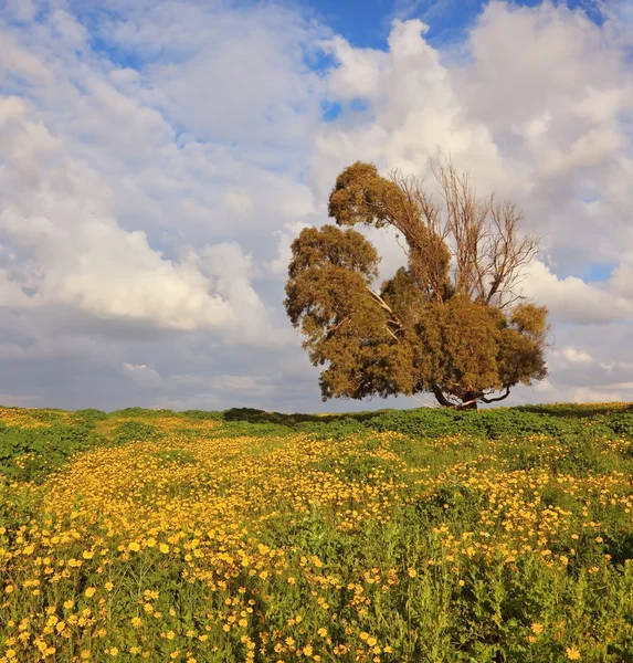 Secco bizzarro albero enorme — Foto Stock