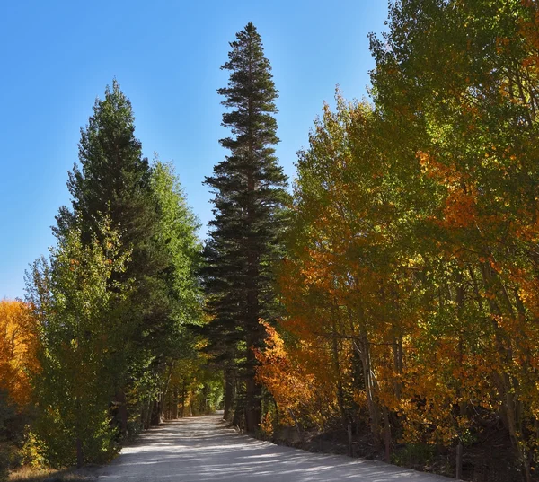 The yellow, green and orange foliage — Stock Photo, Image