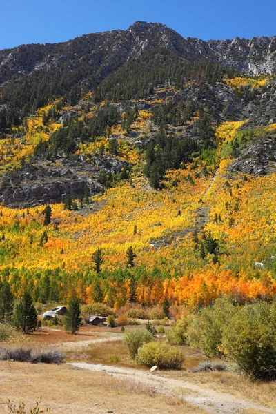 Arbustos de colores brillantes en California — Foto de Stock