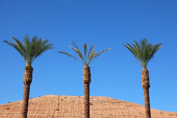 Three tall palm trees in the red desert — Stock Photo, Image