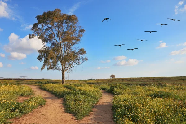 Rebanho de guindaste sobre o campo florescente — Fotografia de Stock