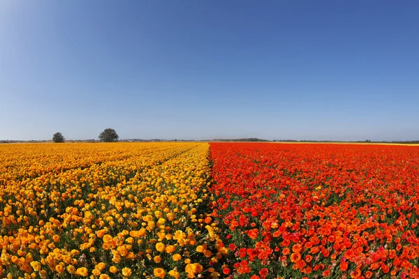 Huge field of red both yellow buttercups — Stock Photo, Image